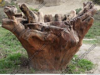 wood roots 0007